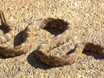  Rattlesnake Rigged for Cinema 4D 