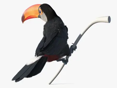  Toucan on Branch Fur for Maya 