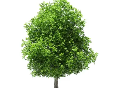 Avocado Tree 3D model