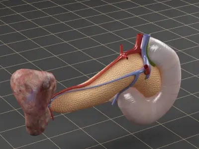 Anatomy   duodenum pancreas spleen Cross section 3D model