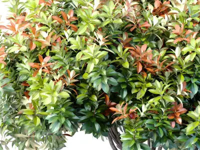 Decorative Evergreen Garden Outdoor Tree Shrub 3D model