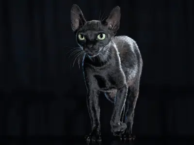  Cat Black Fur Shorthair Animated XGen Core 