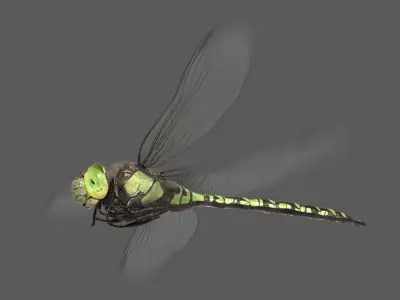  Dragonfly Southern Hawker (Animated) 