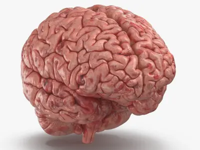  Human Brain (3D Printable) 