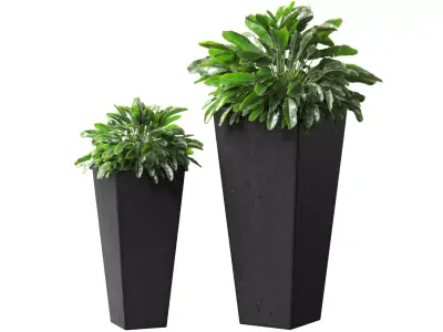 Decorative Plant Spathiphyllum in a modern pot RH ArtDeco 3D model