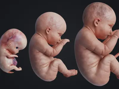  Human Embryo Fetus Animated 