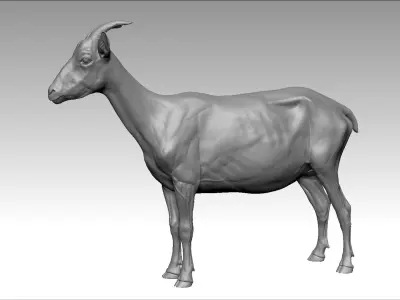  Goat Realistic 
