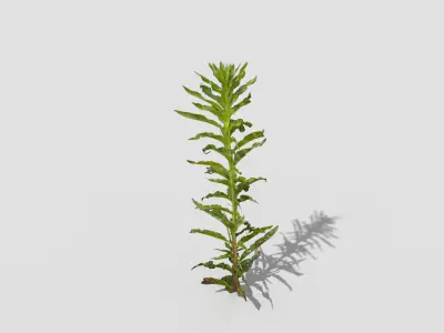 Plant rosemary Low-poly 3D model