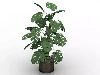 Houseplant in a pot Free low-poly 3D model