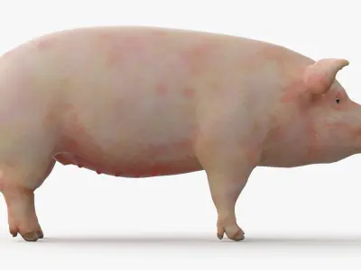  Full Male Pig Anatomy Static 