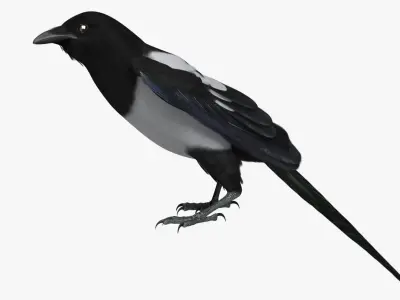  Pica Hudsonia "Black-billed Magpie" 