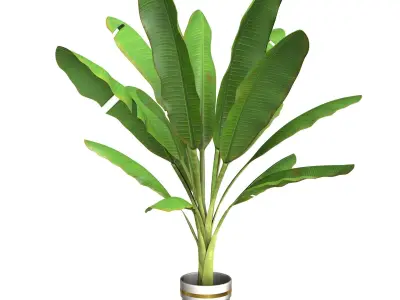  High Poly Banana Palm Musaceae Tree Plant 3D model