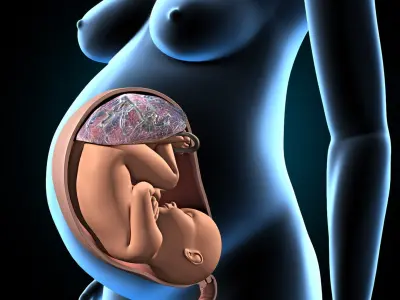  Pregnant - Fetus and Uterus 