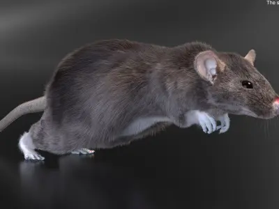  Gray Rat Running Fur Animated Rigged 