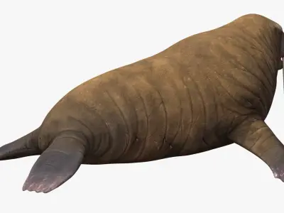  Walrus Walking Animated Rigged For Blender 