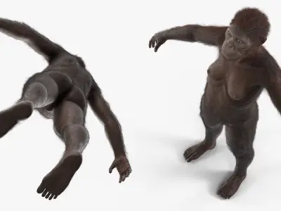  Museum-Grade Replica of Prehistoric Australopithecus Female Black Fur for Maya 