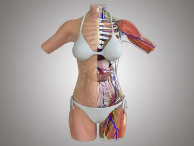 Full Female Torso Anatomy 3D model