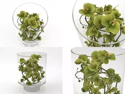 Green Orchid 3D model