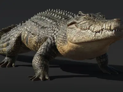  Saltwater Crocodile Animated 