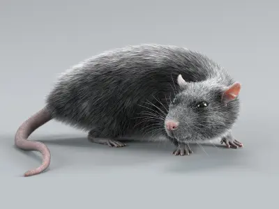  Norway Rat Rigged Xgen 