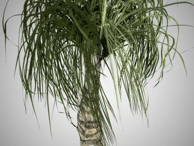 Ponytail Palm Tree Low-poly 3D model