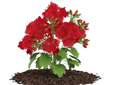 Red Geraniums Geranium caespitosum 3D model