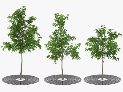 Street Tree 02 3D model