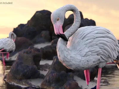  Albino Flamingo Bird White Rigged for Maya 