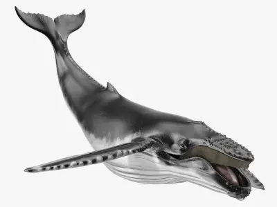  Realistic Humpback Whale Rigged for Maya 