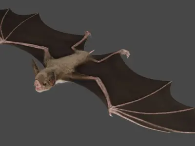 Vampire Bat ANIMATED 3D model