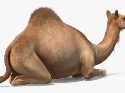  Resting Camel with Fur 