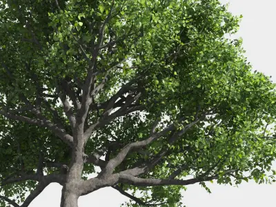  Eleven Trees 4 (+Growfx) 