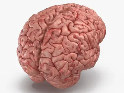  Human Brain (3D Printable) 