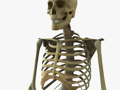 Full Body Skeleton Rigged 3D model