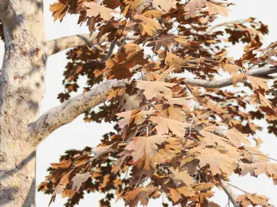 Acer Tree 01 3D model