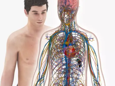 Cardiovascular with Heart-Lymphatic-Nervous with Brain Systems Low-poly 3D model