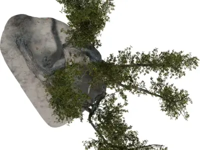 Twisted Coastal Tree Low-poly 3D model