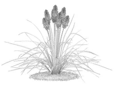 Kniphofia Plant Tritoma 3D model