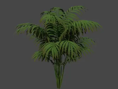 Small palm tree Howea Forsteriana 3D model
