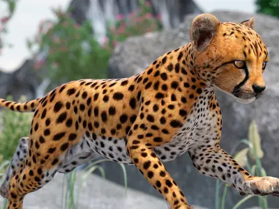  Cheetah Cub Running Pose for 3D Print 