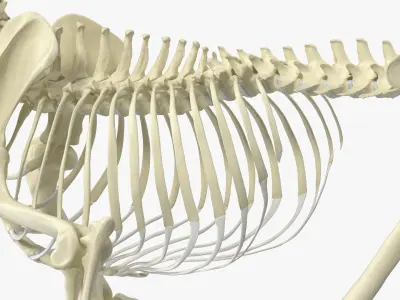  Animal Skeletons Collection 4 