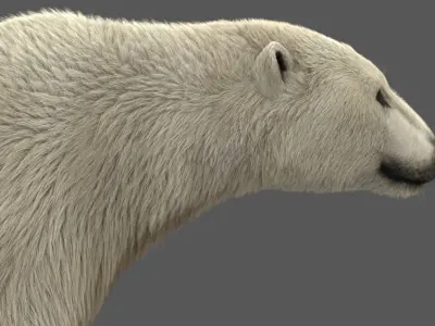  Polar Bear (2) (Animated) (Fur) model 