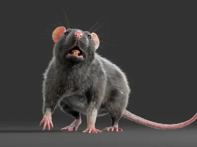  Rat Fur Animated 3 