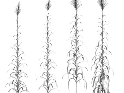 Collection of Canes 4 models Low-poly 3D model