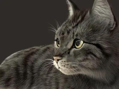  Cat (2) (Grey Tabby) (ANIMATED) (FUR) 