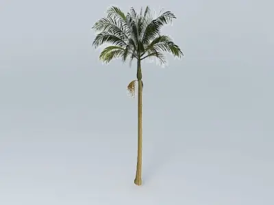 Alexandra Palm Archontophoenix alexandrae 01 Free 3D model