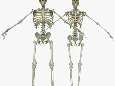 Male and Female Human Skeleton Anatomy 3D model