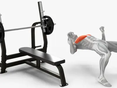  Anatomy Male Muscular System Bench Press 