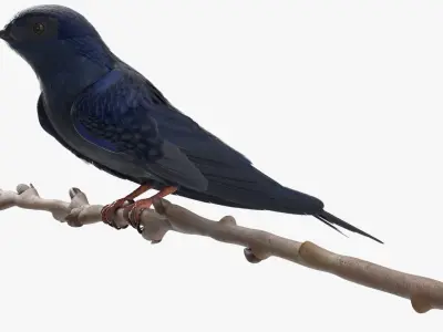  Purple Martin Bird Sitting on Branch 