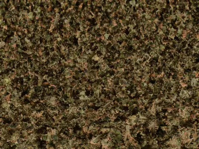 Marijuana Flower 3 3D model